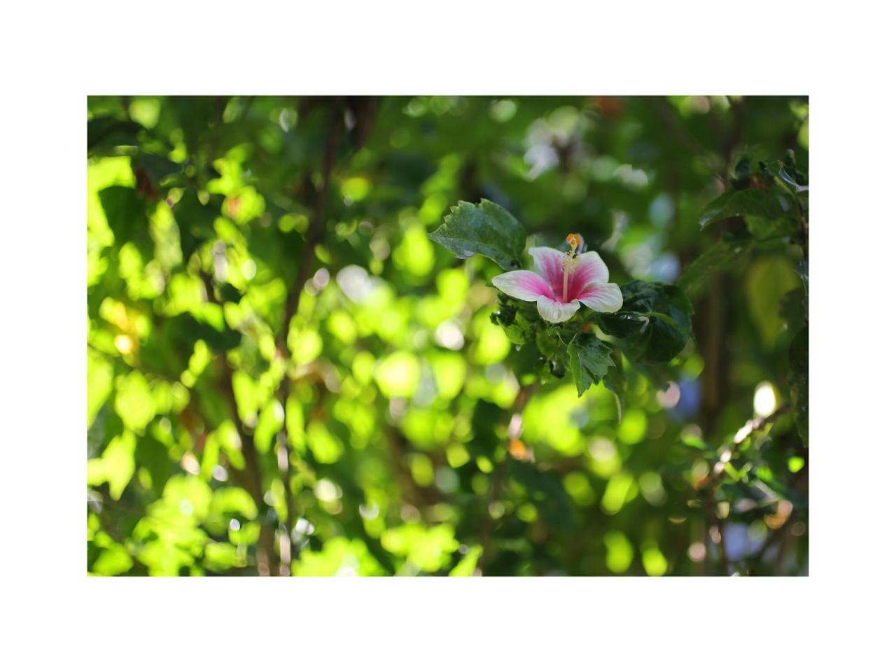 Апартаменты In Da Garden Убуд Экстерьер фото